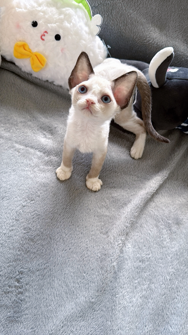 德文卷毛猫，精灵耳大眼萌，独特卷毛尽显优雅气质