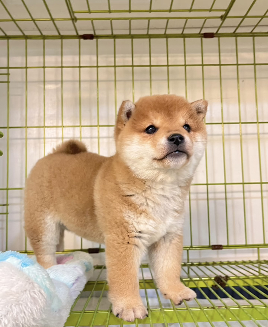 体味小、爱干净：柴犬几乎无体味，每月仅需洗1-2次澡，且有“洁癖”习惯，