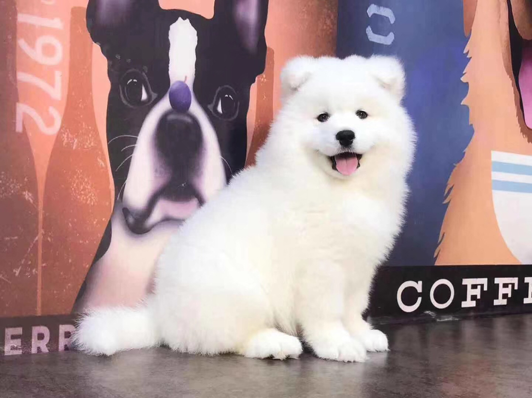 熊版大骨架萨摩耶幼犬