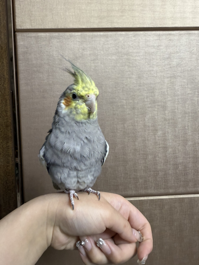 玄凤单显原始黑牛基因会吹口哨包健康包邮