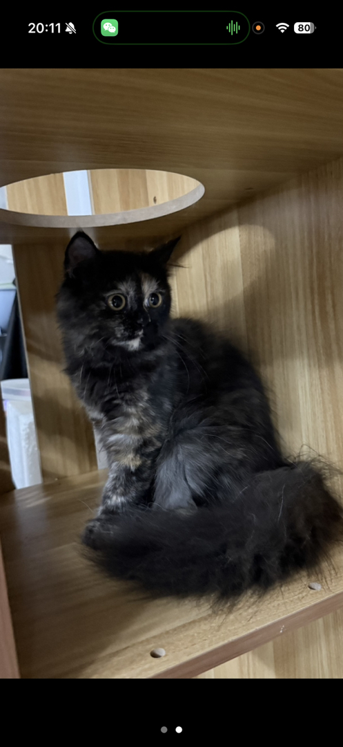 【英国长毛猫】 捡漏600