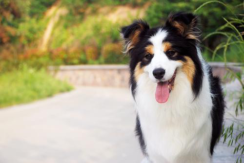 黑三色边牧幼犬出售❤双血统带证书