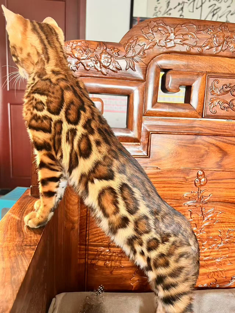 豹猫,独特豹纹外观,身姿矫健,个性独立的魅力宠物
