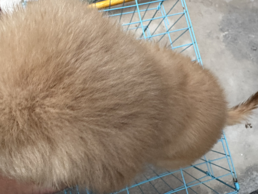 金毛幼犬，可爱乖巧，性格温顺，是绝佳的家庭陪伴宠物
