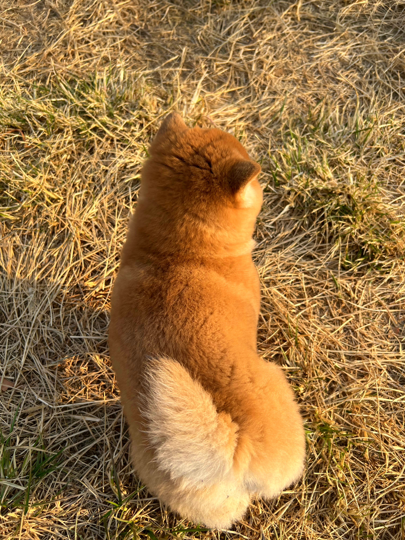 柴犬