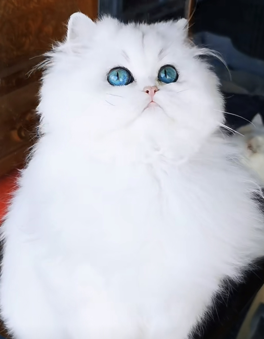 高端长毛银点银渐层猫咪❤️平台推荐