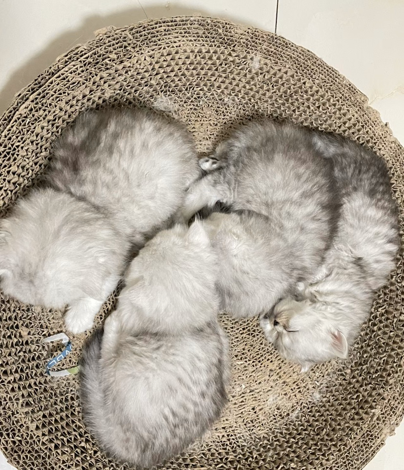 金吉拉小奶猫