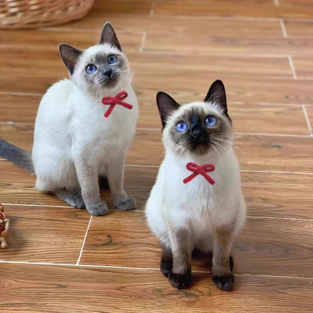 纯种暹罗猫❤精品大眼睛