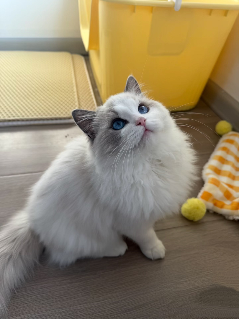 赛级双血统海双布偶猫幼崽，长相个性很黏人，新手放心养很省心