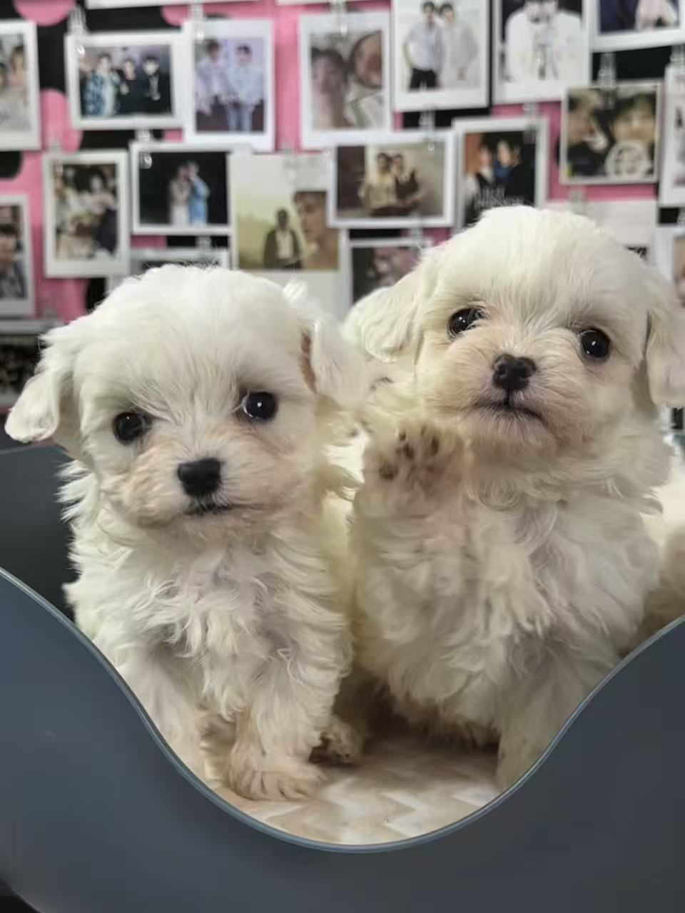 马尔比 一窝