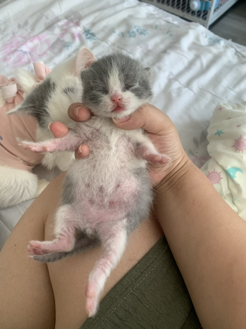 可爱英短猫咪，圆润大眼粉鼻，温柔乖巧超治愈