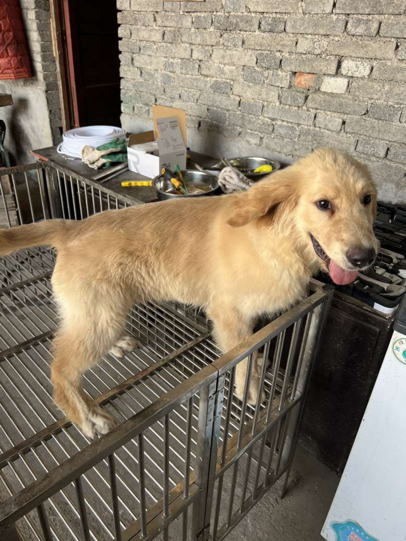 金毛幼犬吐舌卖萌，性格温顺乖巧，绝佳家庭陪伴宠物