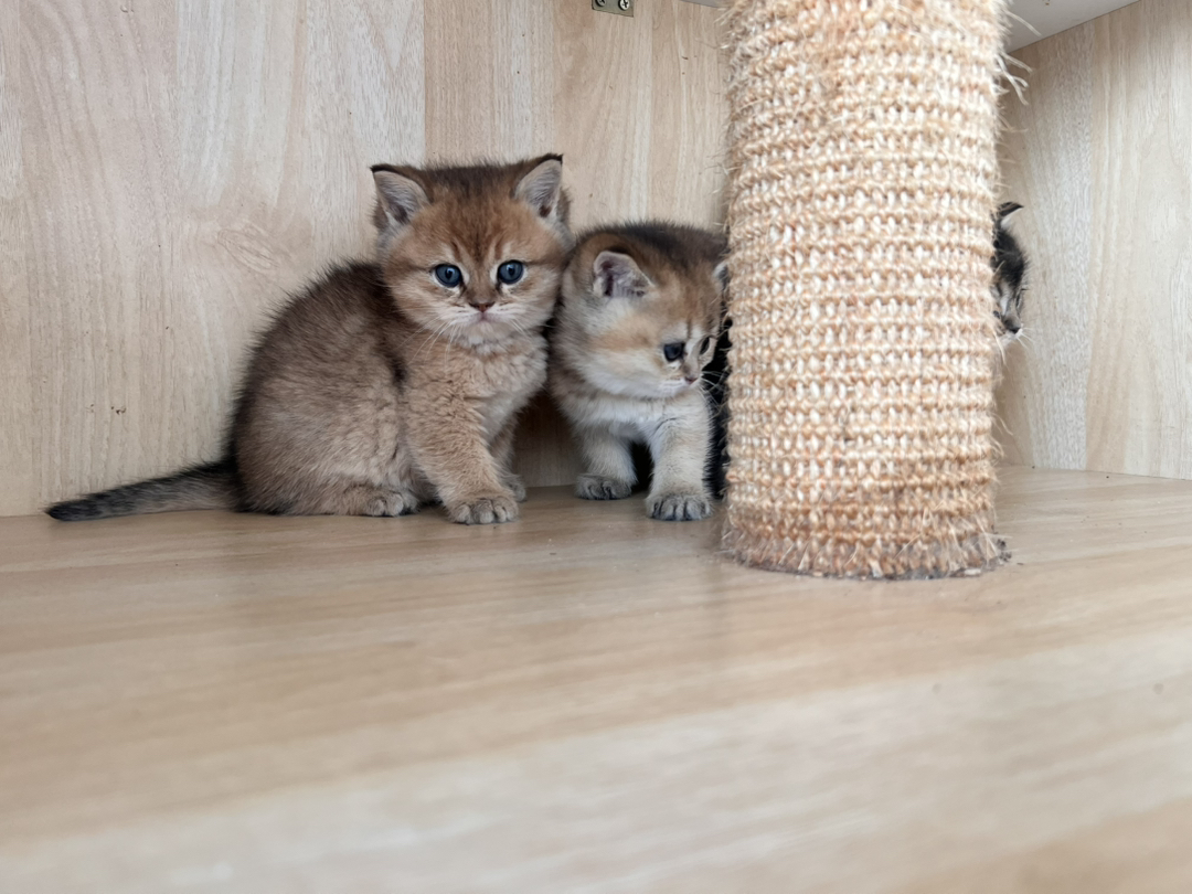 金渐层2公一母，一个1200