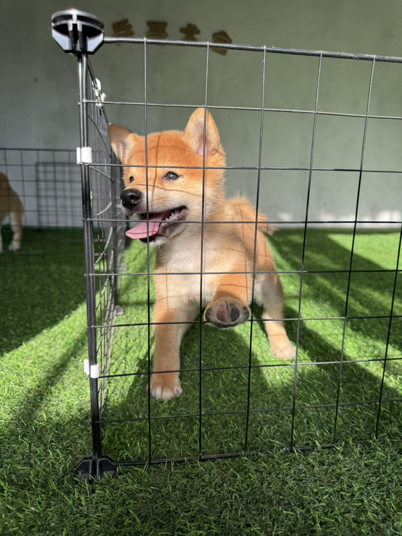 日本豆柴犬帅哥