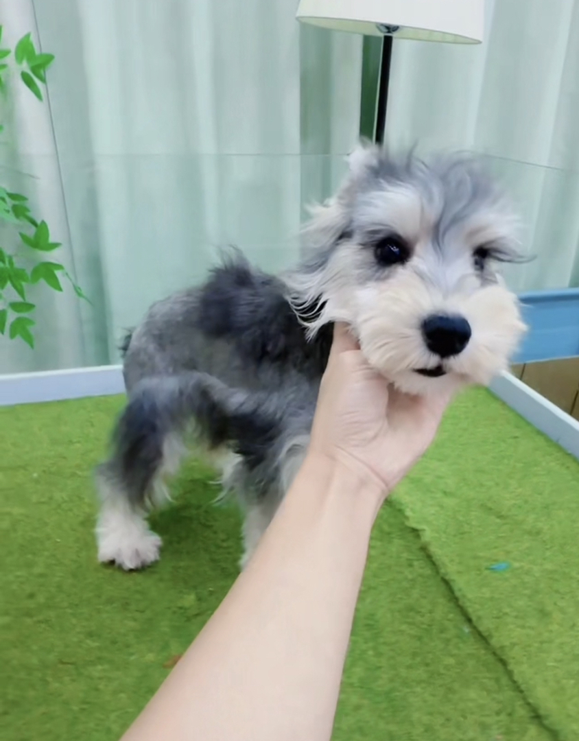 米其耳浅椒盐色雪纳瑞❤️超长睫毛