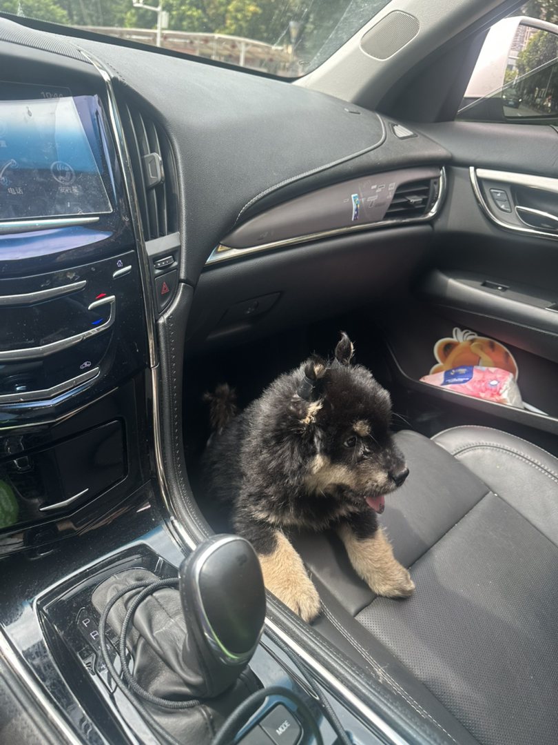 超爆毛四眼铁包金田园犬，绒娃娃手感，超乖，跟人，卷尾小风车，性格开朗活泼