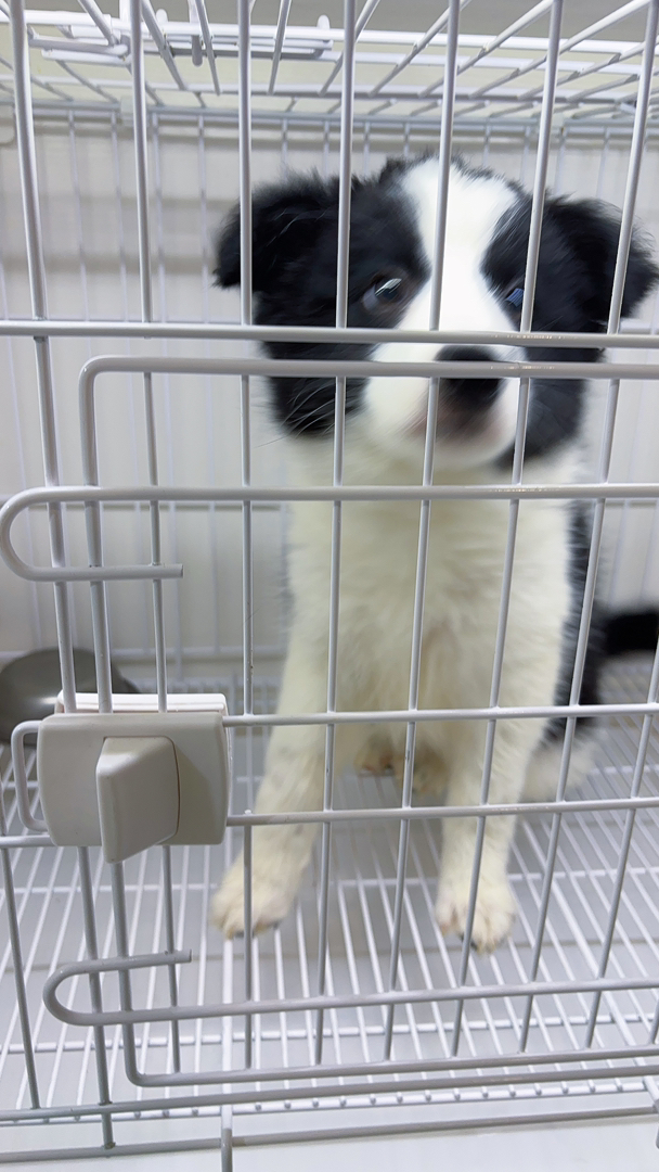 边境牧羊犬