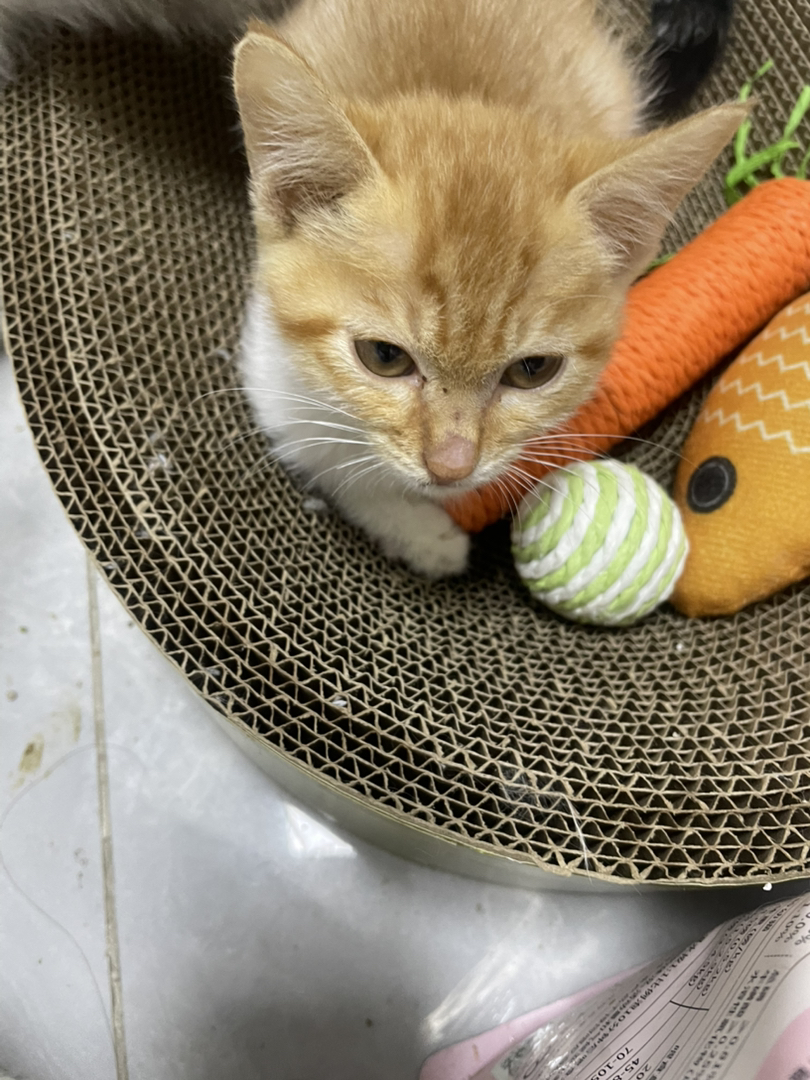 毛色特征如橘猫