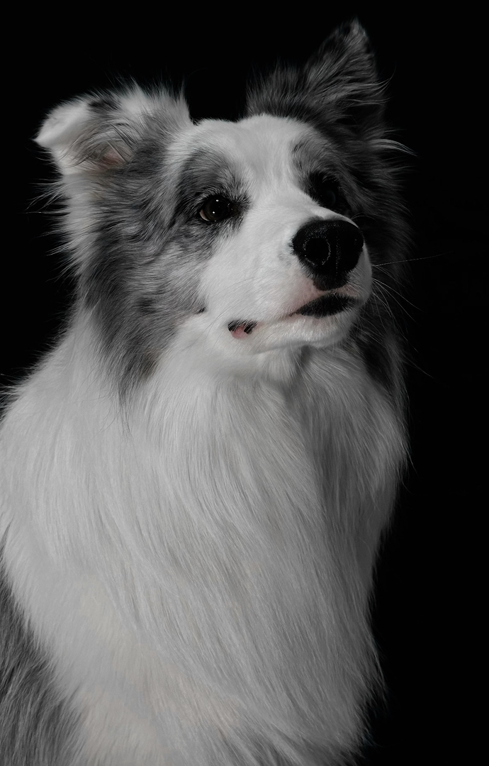 陨石色边境牧羊犬,聪明机灵,长毛飘逸,超棒的宠物伴侣
