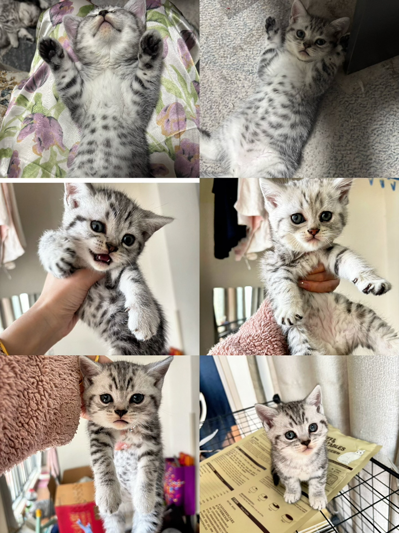 西安虎斑小猫3只，男孩女孩都有，自己家猫生的，价格可以优惠