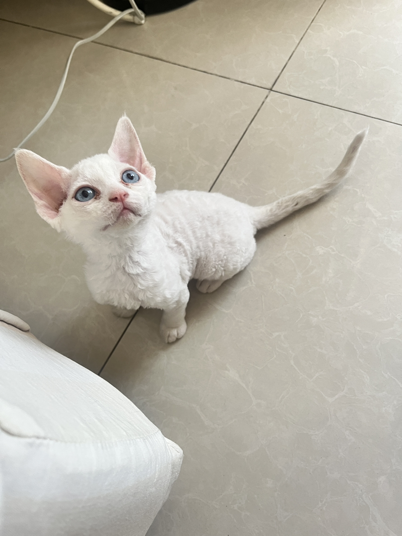 白色德文卷毛猫，独特卷毛，大眼萌宠，耳朵和尾巴是黄色，个性温顺惹人爱