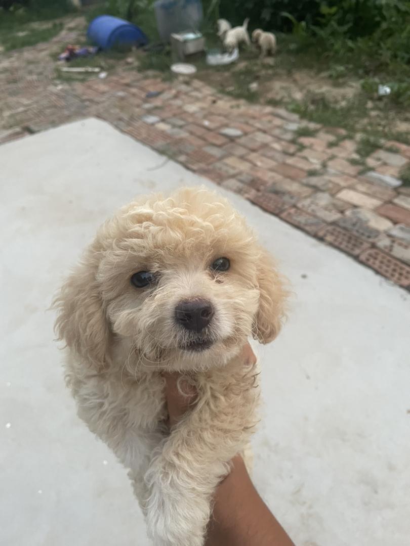 可爱泰迪幼犬，卷毛蓬松，乖巧伶俐，暖心陪伴好伙伴