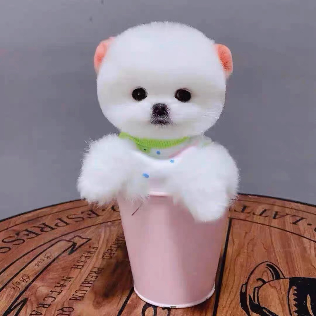 哈多利博美俊介宝宝。多又多