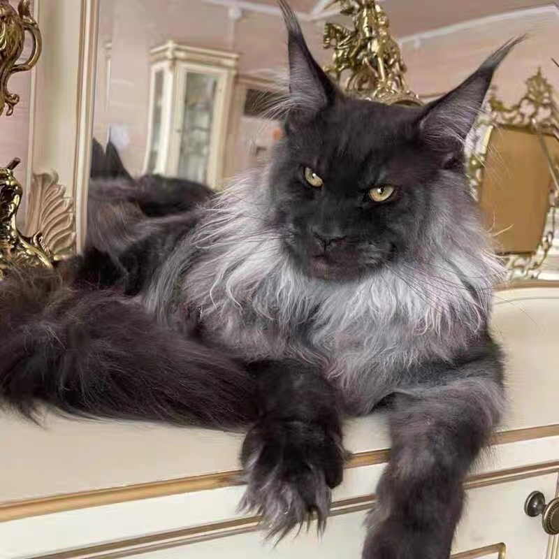 爆毛缅因猫❤️烟熏色缅因猫