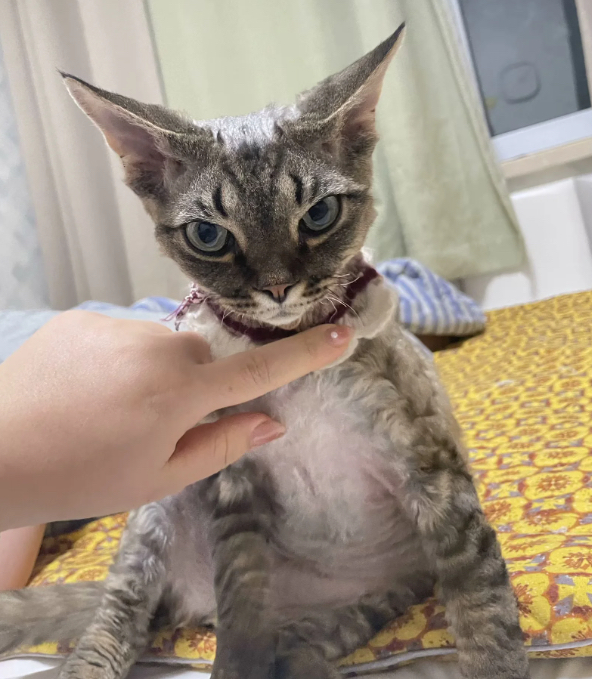 虎斑德文卷毛猫