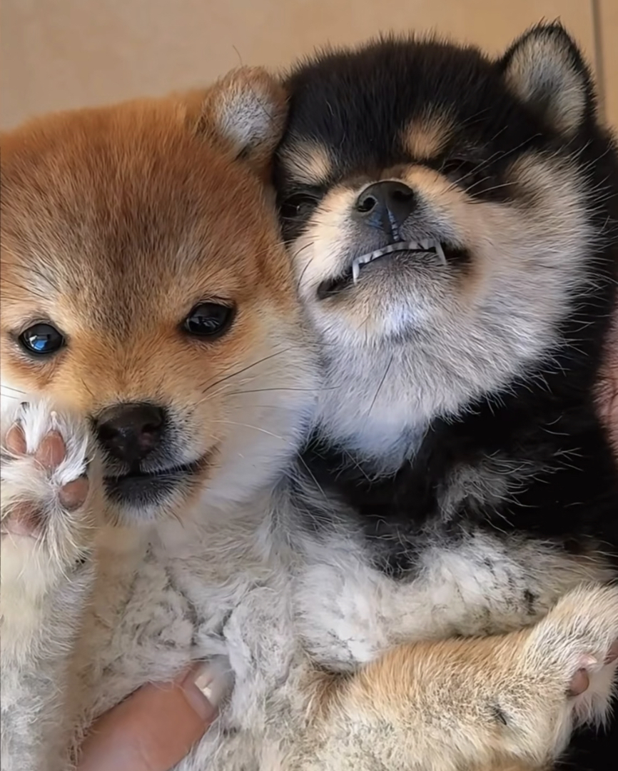 日本柴犬❤️平台推荐