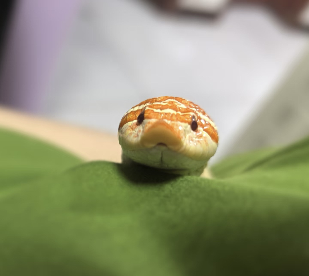 白化猪鼻宝宝1只