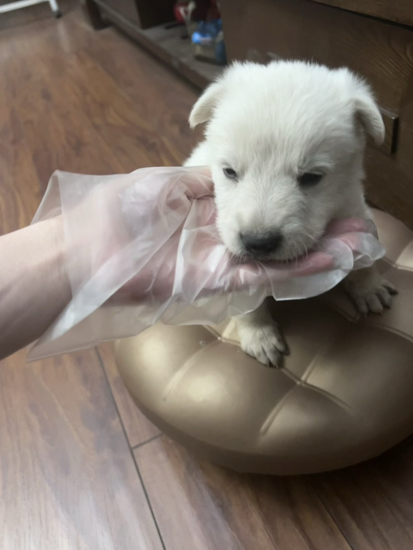 瑞牧幼犬，毛色如雪，聪明伶俐，陪玩好狗