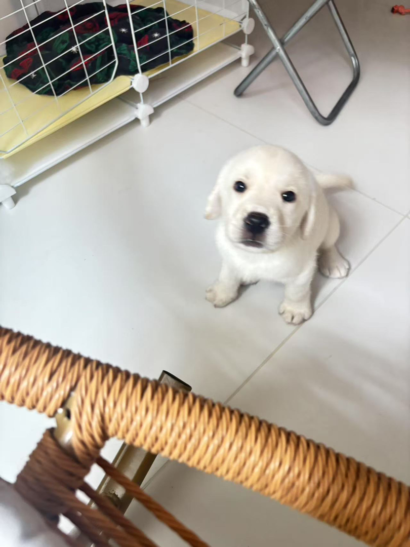 可爱拉布拉多幼犬，温顺乖巧，陪伴家人的最佳宠物