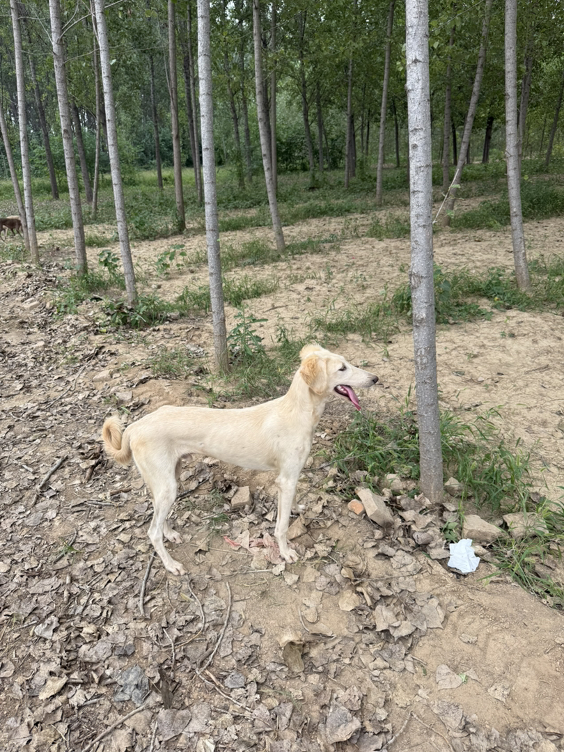中华细犬 聊城本地细山东细犬，小公腊月生 听话粘人看家护院