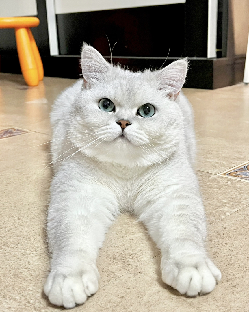银渐层猫咪，圆润可爱，蓝绿大眼，温柔亲人超治愈