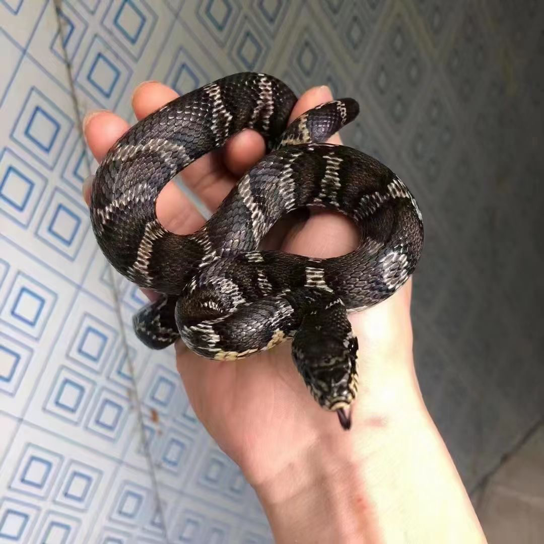 棕黑锦蛇大苗，个性宠物的新奇之选，包邮包活好养适合新手，养不死系列