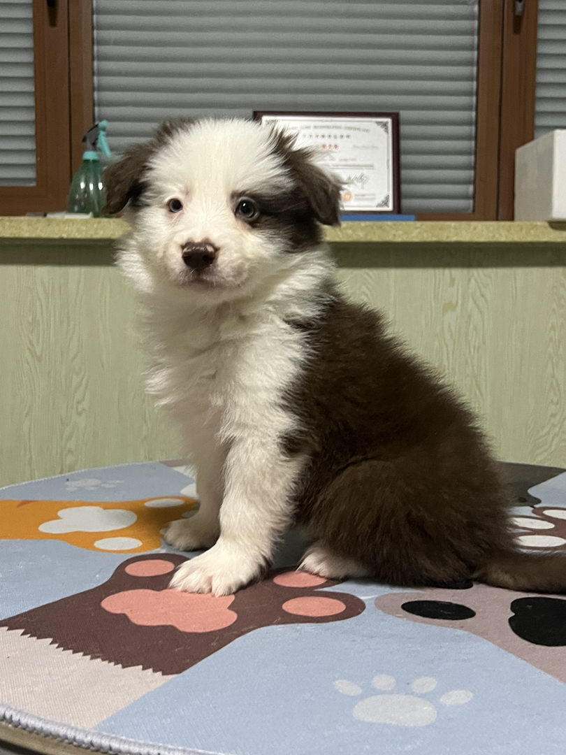 咖啡色超帅气海盗花色弟弟