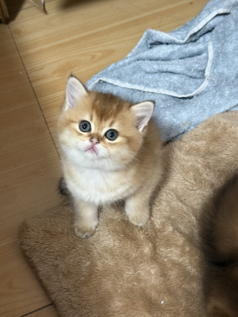 萌系金渐层小猫，颜值爆表，软萌可爱惹人爱