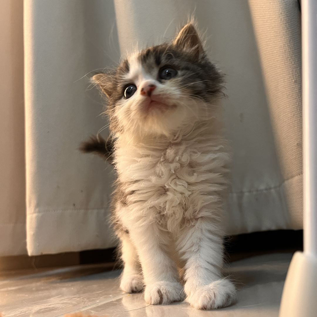 缅因猫幼崽，毛发浓密蓬松，大眼萌态尽显高贵优雅