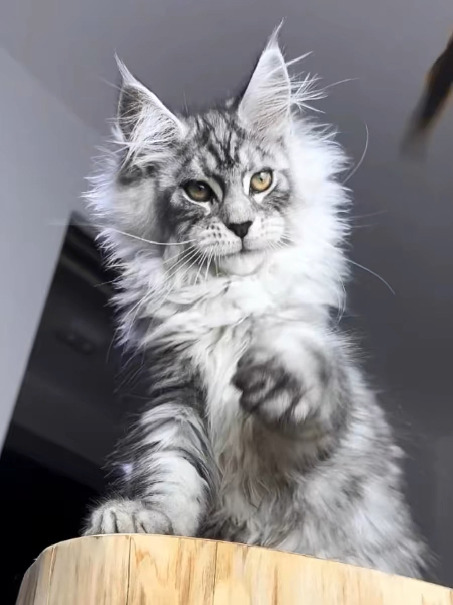 高端缅因猫❤️平台推荐