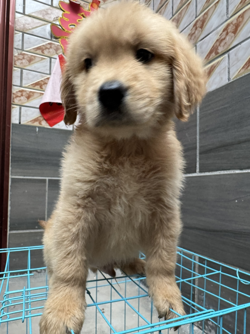 金毛幼犬，可爱活泼，性格温顺，适合家庭养殖