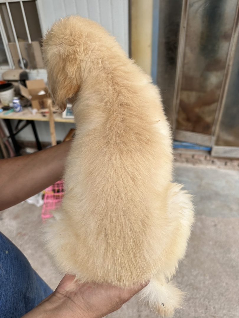 金毛幼犬，软萌可爱，性格温顺，陪伴家人的暖心萌宠