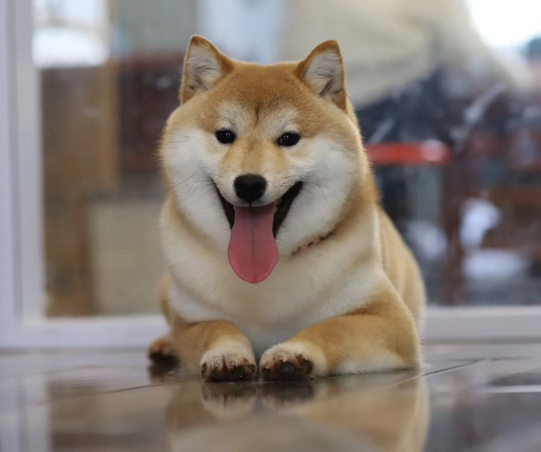 双血统柴犬宝宝❤️