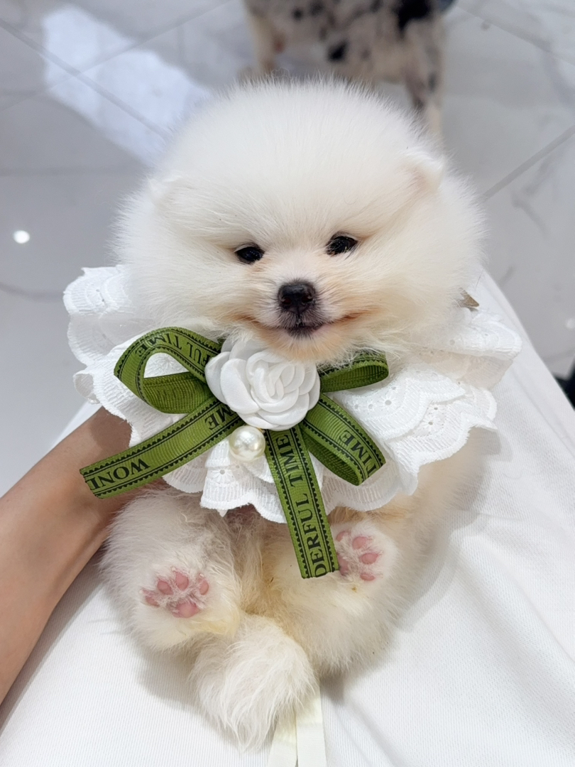 小博美
