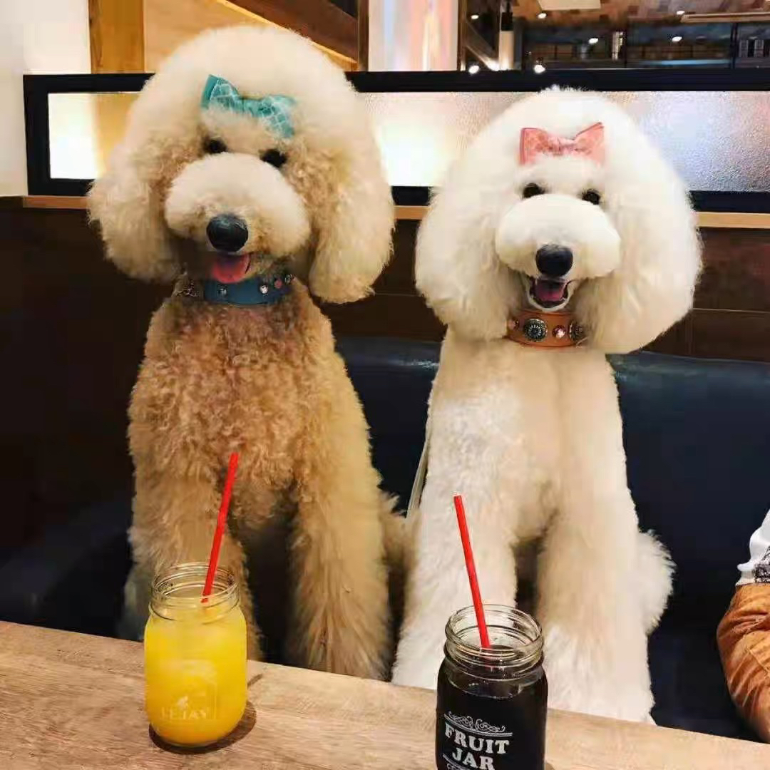 巨贵犬多多
