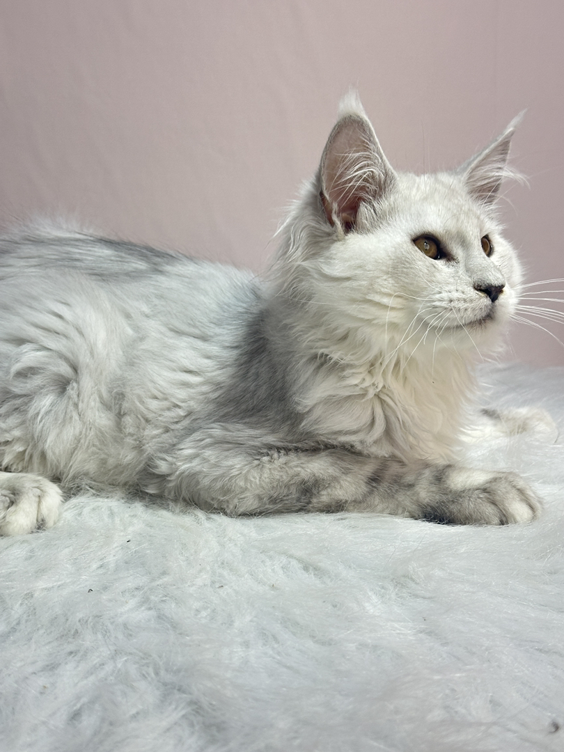 阴影色弟弟,四个月三针疫苗.