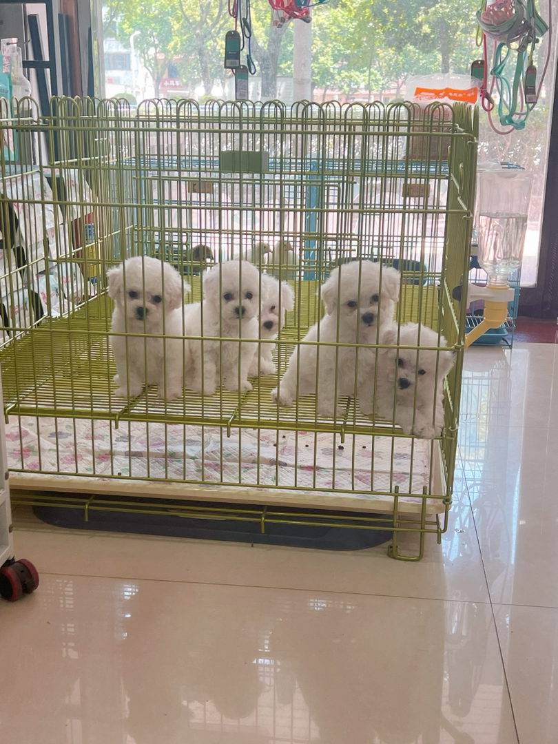 比熊幼犬