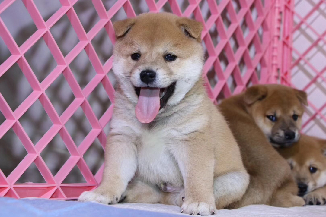 柴犬幼犬，呆萌可爱，毛色暖棕，治愈系小天使