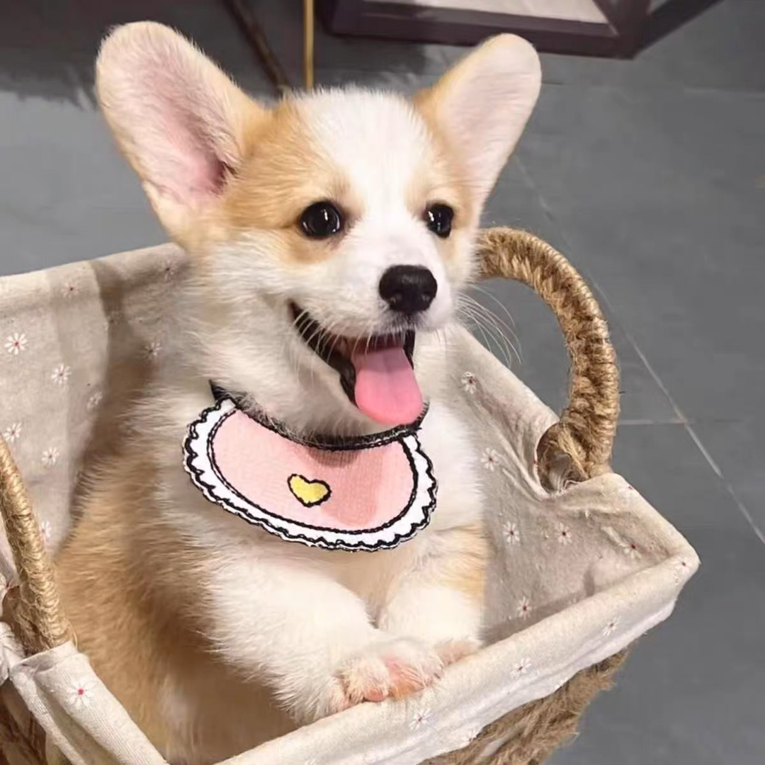 ❤平台推荐商家❤双血统纯种柯基犬