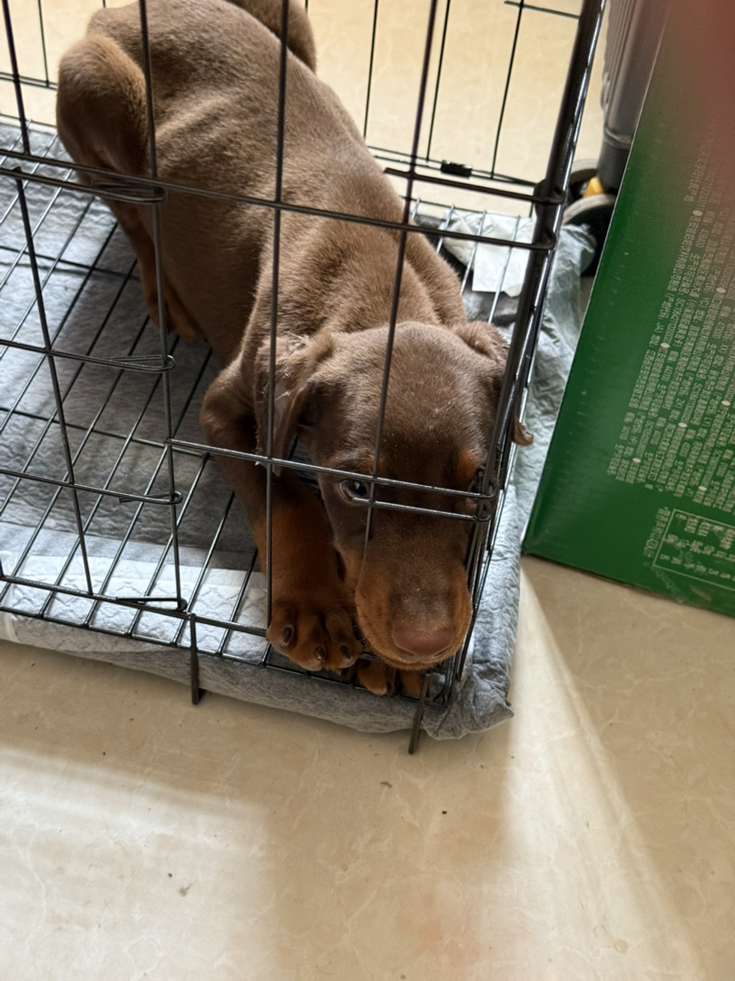 杜宾幼犬，品相优良，聪明机警，忠诚守护的不二之选